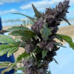 purple hemp based cannabis CBD CBG flower on a plant in the field