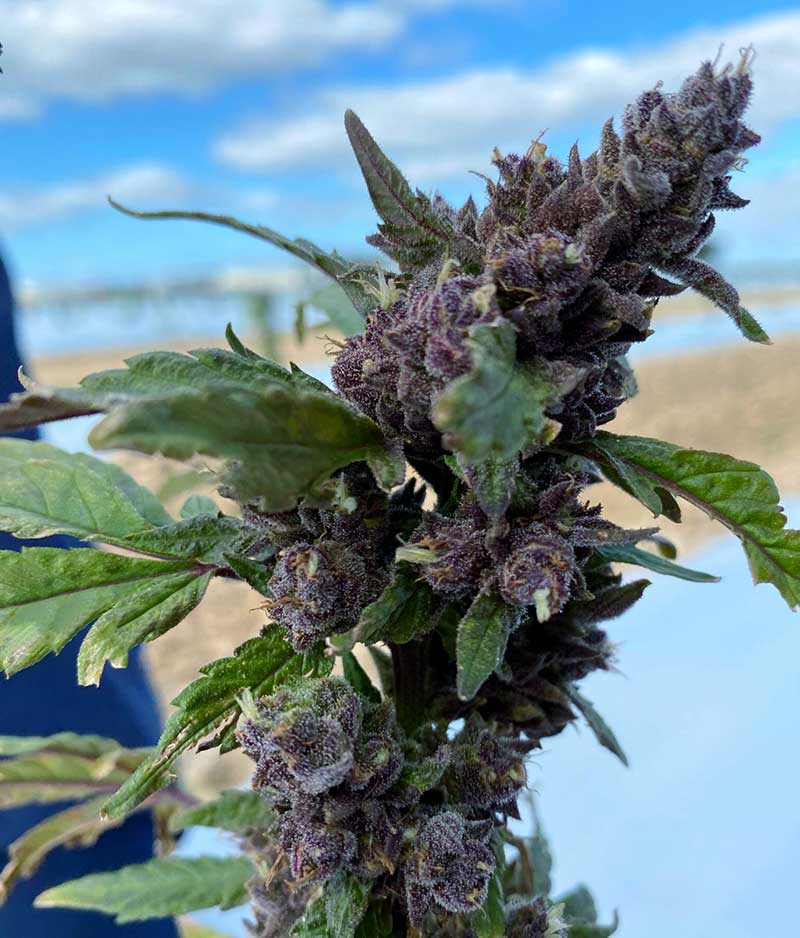 purple hemp based cannabis CBD CBG flower on a plant in the field