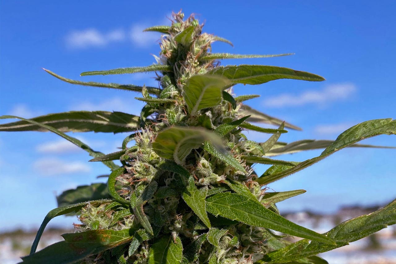 hemp flower in the field with the blue sky behind it