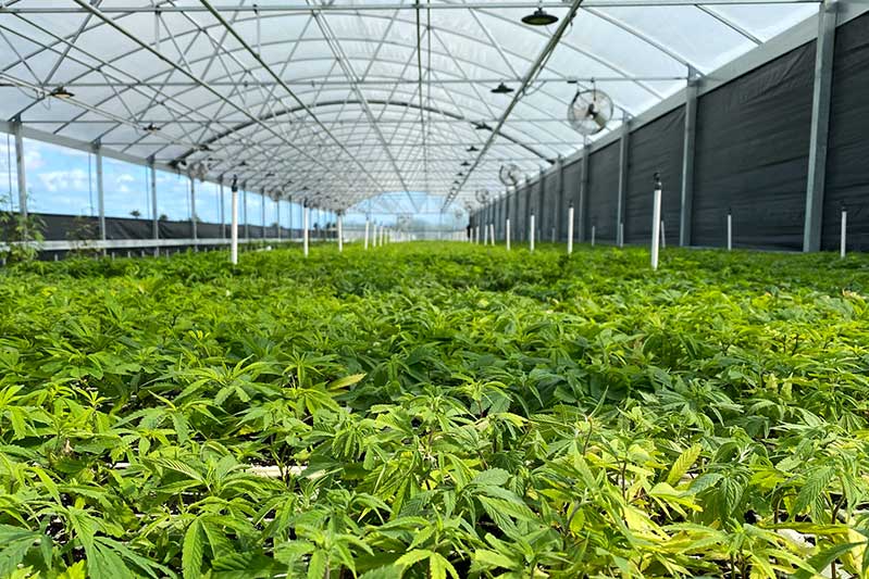 baby cannabis hemp plants fill up the entirety of a long outdoor custom greenhouse