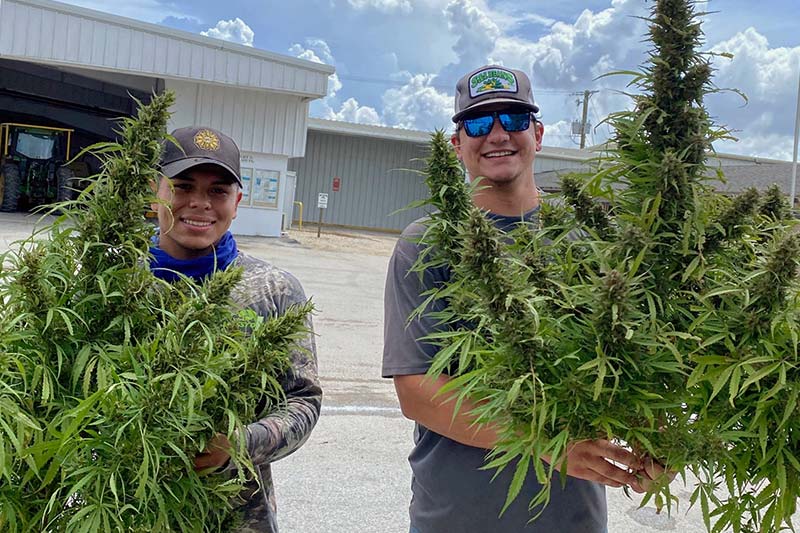 freshly harvested hemp based cannabis plants from the field