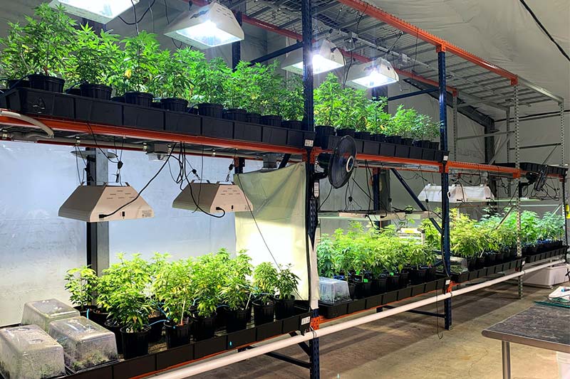 indoor grow for cannabis hemp plants