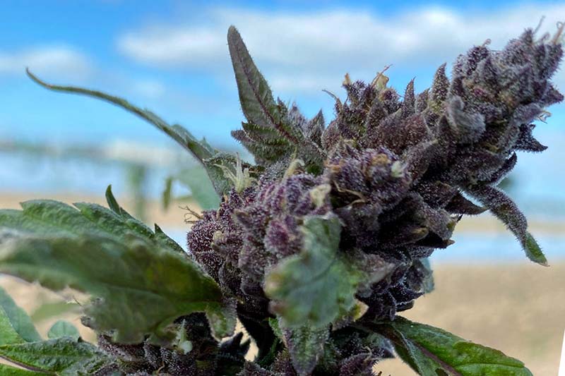 purple hemp based cannabis CBD CBG flower on a plant in the field