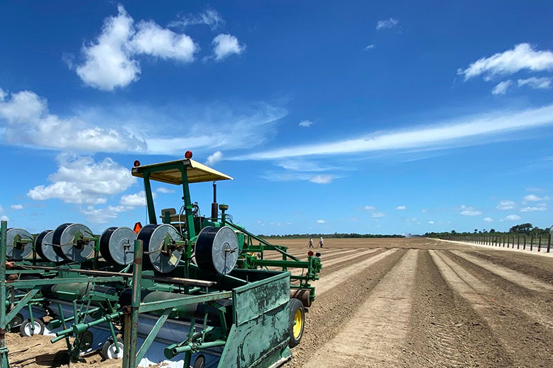 south tip's hemp cannabis field in south Florida's summer sun